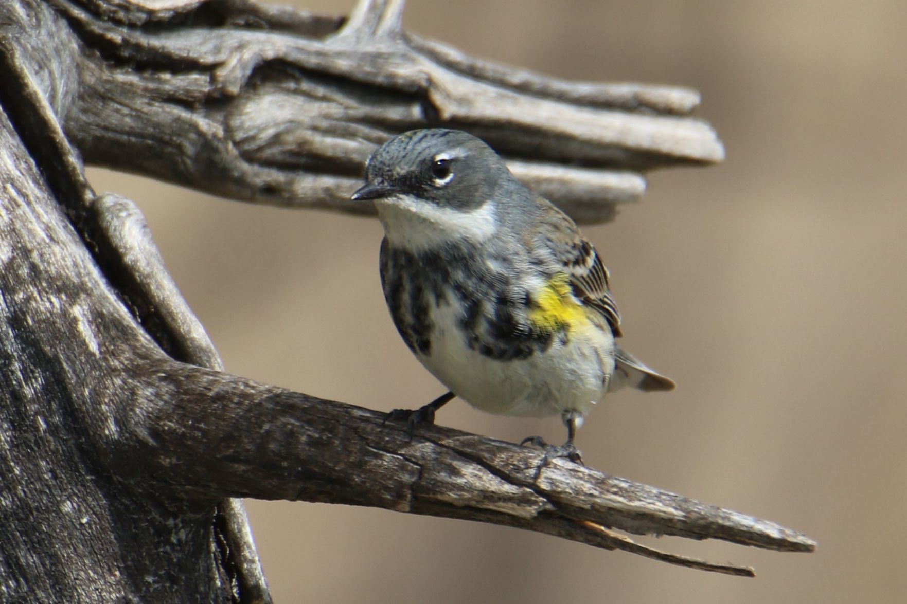 Yellow Rumped Warbler